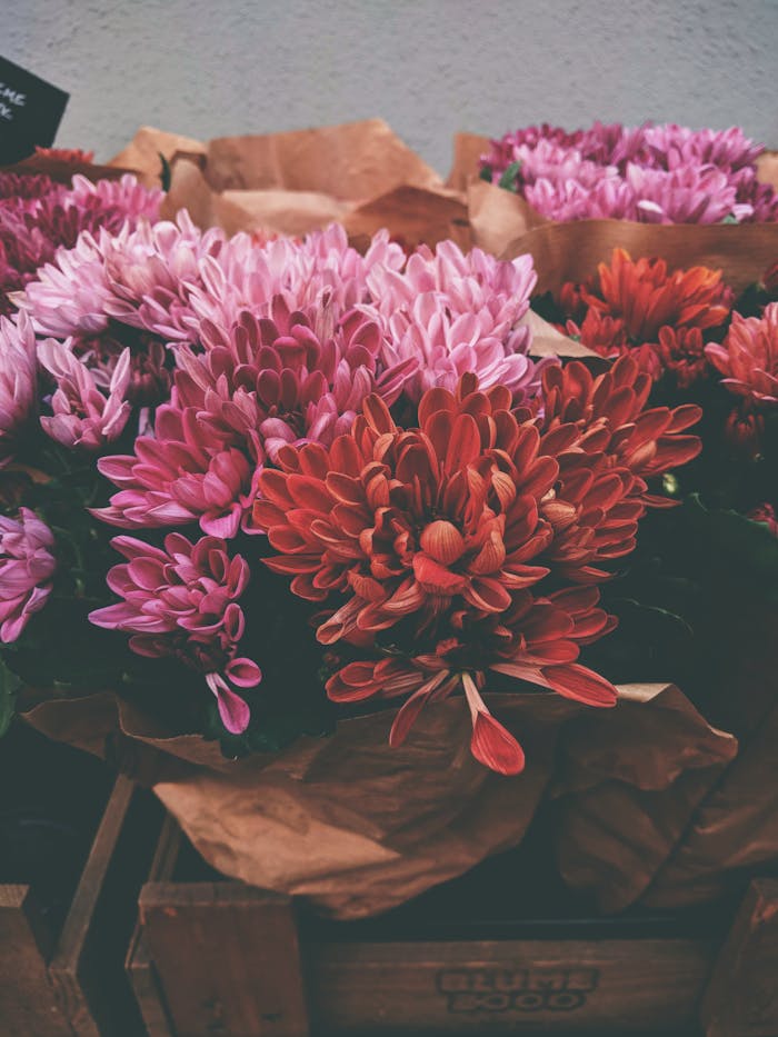 Colorful chrysanthemum bouquets in rustic crates, perfect for a floral arrangement theme.